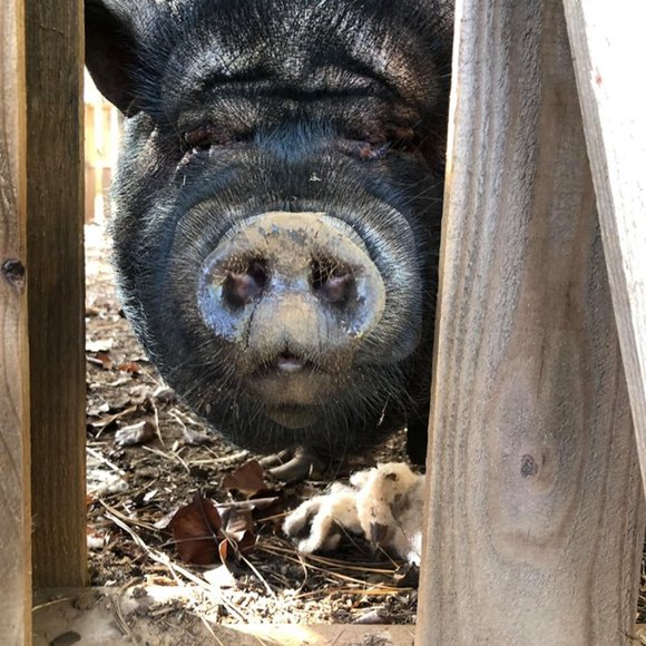 ❤Southern Oaks Sanctuary-All Sales Support our Non-Profit❤ - Picture 13 of 16